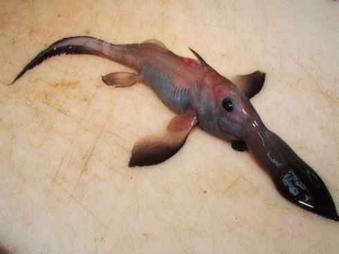 自然奇观：动物大迁徙(鲼)