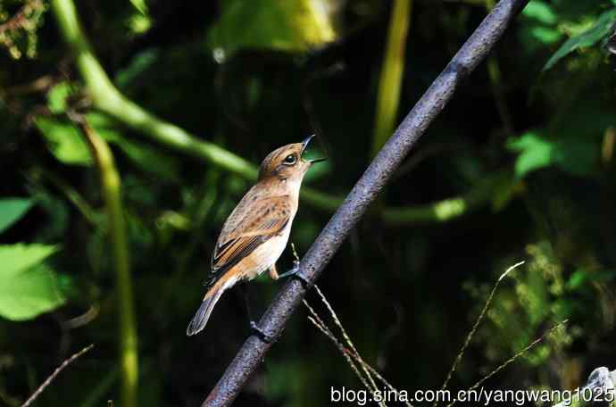 雌性黑喉石即鸟（2）