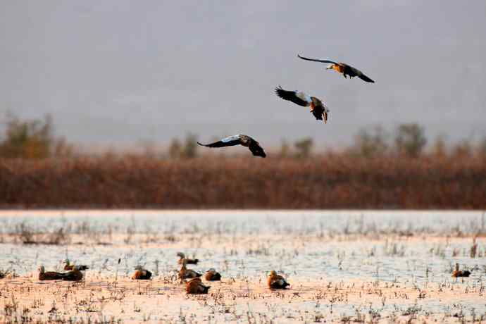 美丽的野鸭湖 美丽的野鸭湖