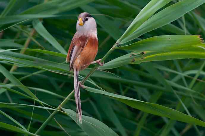 萌态可掬的鈥溦鸬┬∪糕☆★