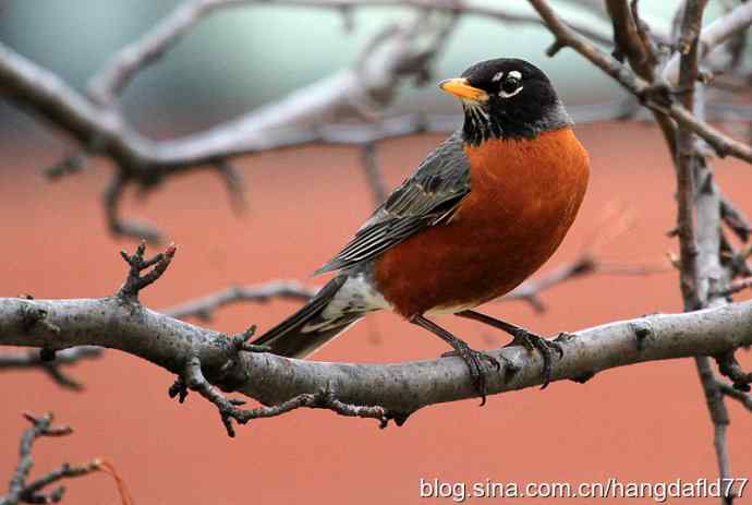 北美知更鸟(2) 北美知更鸟(2)