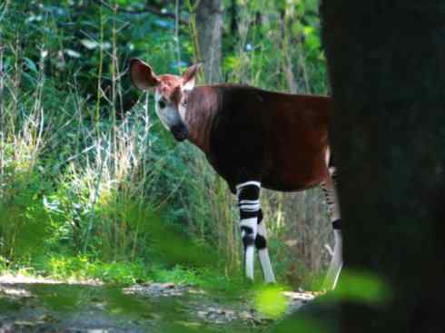 麒麟：传说的兽原型探秘（长颈鹿）