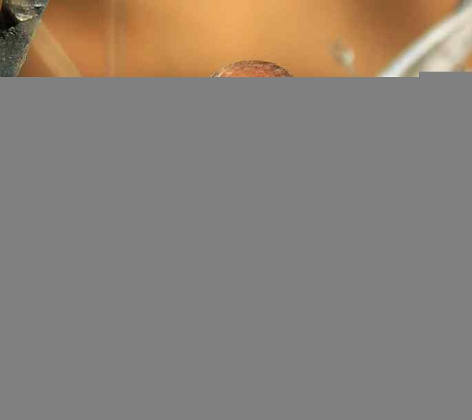 北京昌平拍鸟——棕头鸦雀