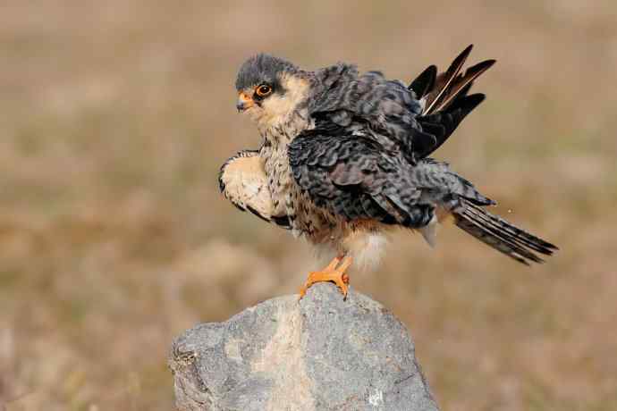 阿穆尔隼：野鸭湖黎明观猛*