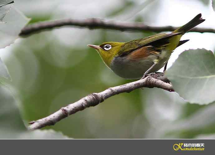 近期记录的杂鸟几片【实拍】
