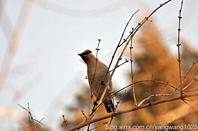 大观园飞来太平鸟