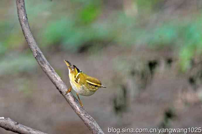 黄眉柳莺（26）
