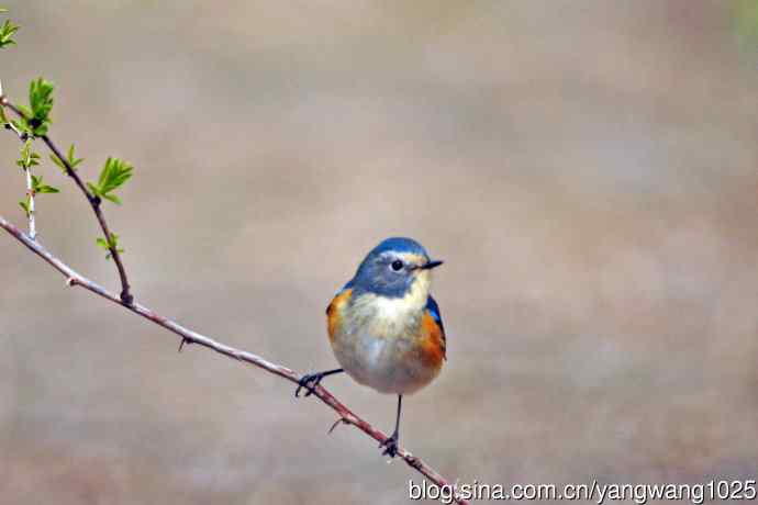 雄性红胁蓝尾鸲(25) 雄性红胁蓝尾鸲(25)