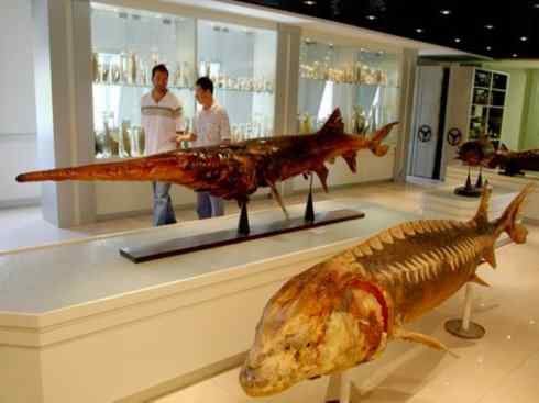 鱼类活化石：匙吻鲟科