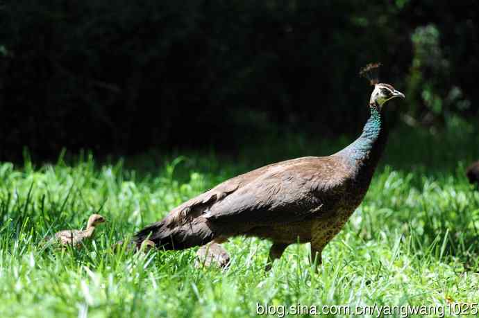 母与子（蓝孔雀）