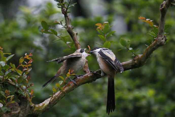 206.小伯劳成长记（2）雨中喂食