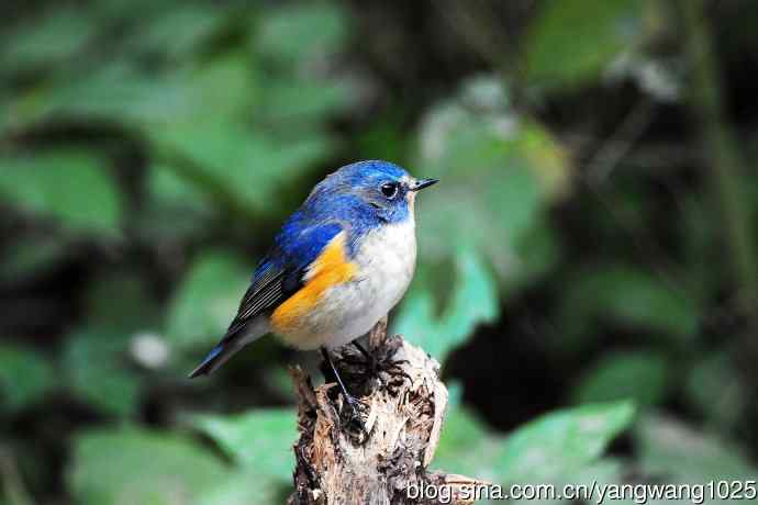 雄性红胁蓝尾鸲（13）