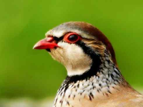 家禽驯化之源之九