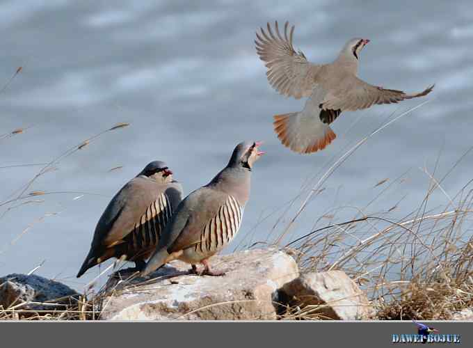 龙年鸡翔：初四拍石鸡