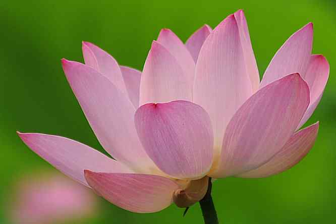 天坛公园寻鸟儿偶遇金翅雀