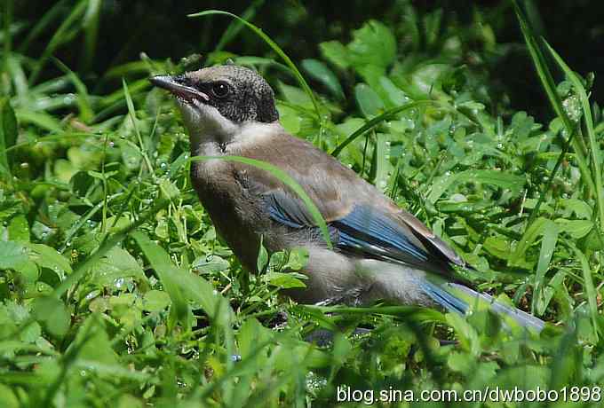 天坛公园里的鹊少和戴格格