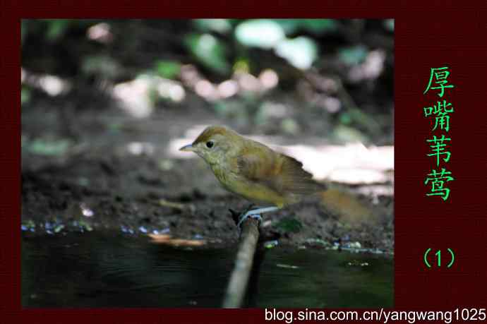 北京天坛公园的鸟类——厚嘴苇莺（1）