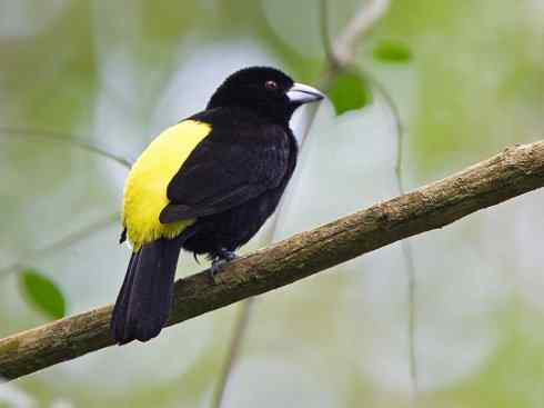 极品红色鸟类：巴西仲嘴雀