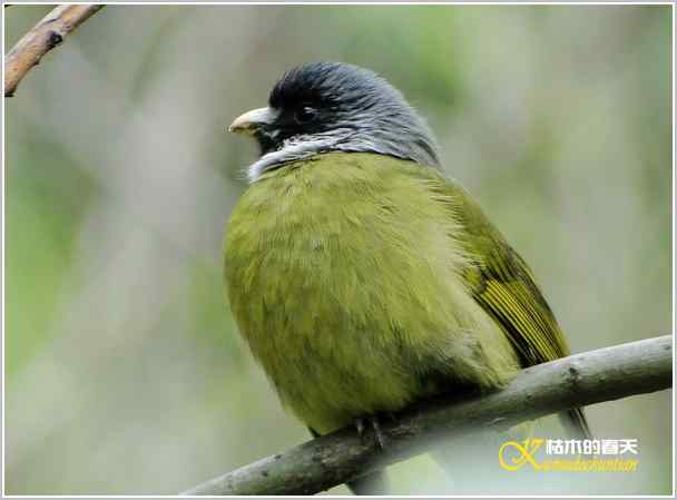 鈥湸蚰疋澦嫦搿菊掌 鈥湸蚰疋澦嫦搿菊掌