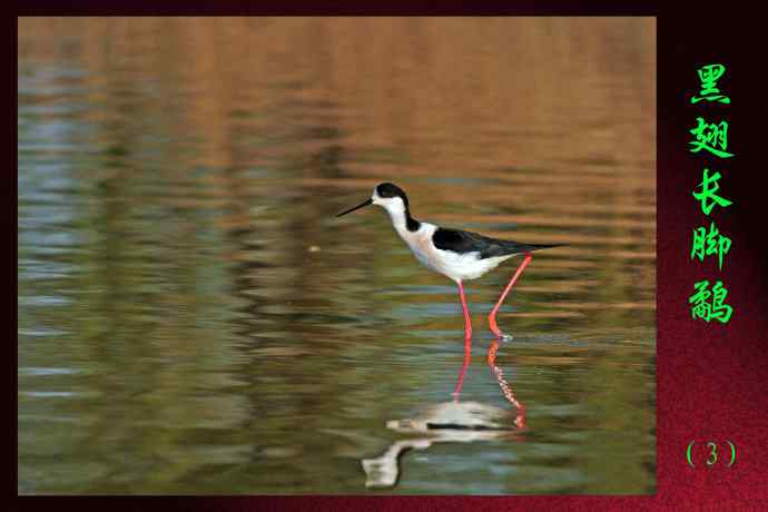 北京南海子公园的鸟类——黑翅长脚鹬（3）