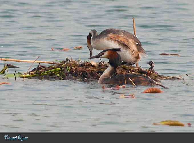 生日:见证凤头宝宝的诞生 生日:见证凤头宝宝的诞生