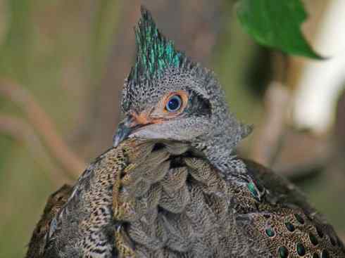 凤凰：传说中的鸟原型探秘（孔雀雉）