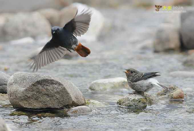 父爱如山：实拍红尾水鸲和它的四个宝宝们