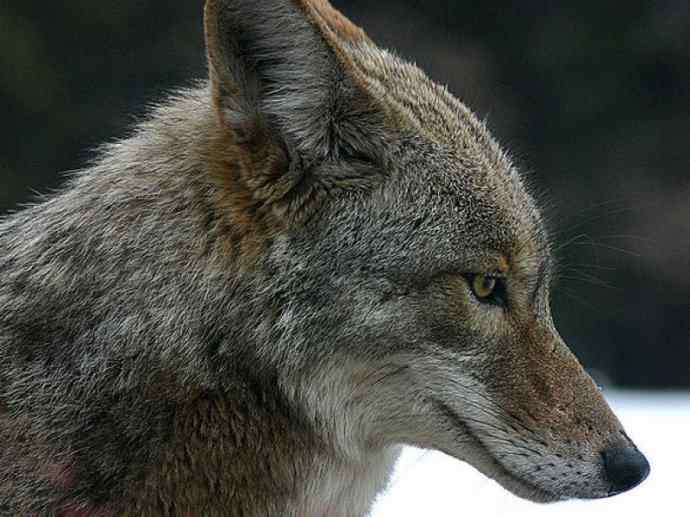 犬科:犬亚科犬属之郊狼、红狼 犬科:犬亚科犬属之郊狼、红狼