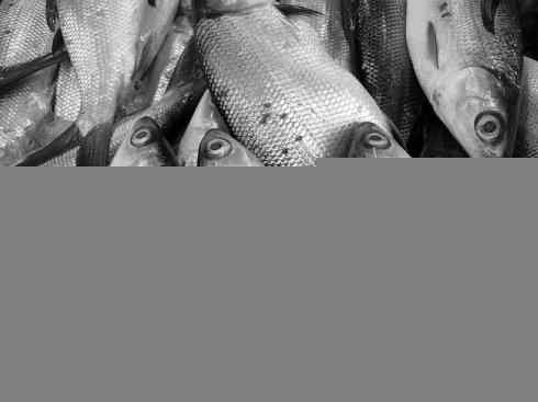 鱼类活化石：虱目鱼