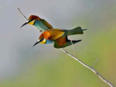 绝色攀禽：佛法僧目之蜂虎3