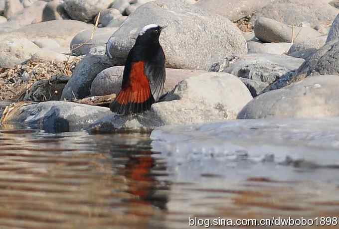 白顶溪鸲 wbr在水一方