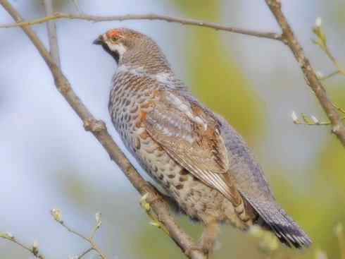 家禽驯化之源之十 家禽驯化之源之十