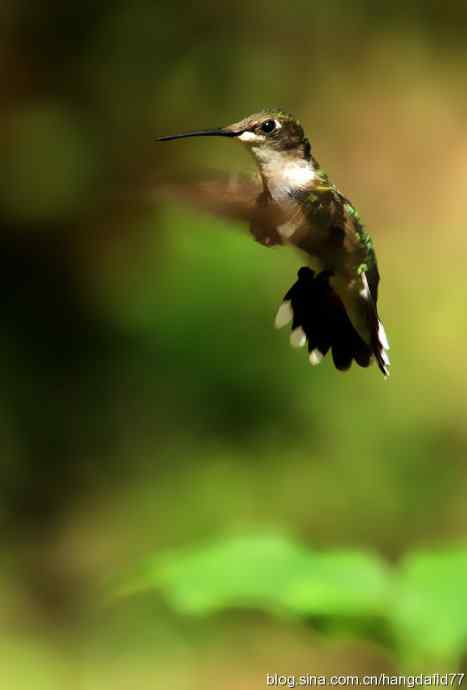 红玉喉北蜂鸟(2) 红玉喉北蜂鸟(2)