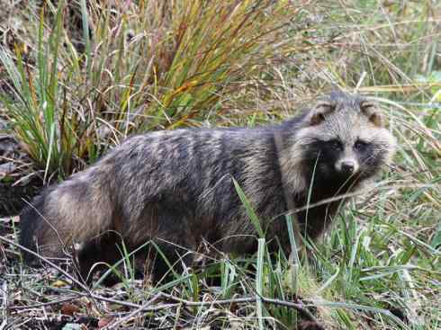 犬科：犬亚科犬属之貉
