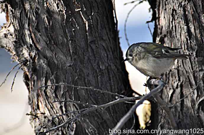柏树丛中的戴菊 wbr2