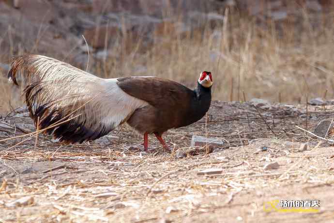 玄中古寺拍鈥満致恚Γ┾