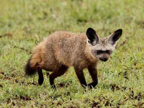 犬科：狐亚科之大耳狐