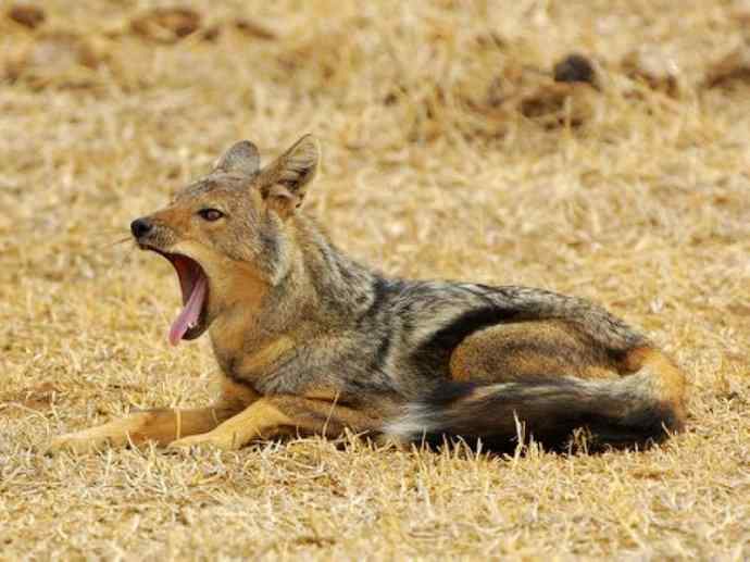 犬科：犬亚科犬属之西门豺、侧纹豺（胡狼类）