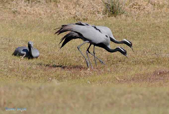 达里诺尔湖的蓑羽鹤 达里诺尔湖的蓑羽鹤