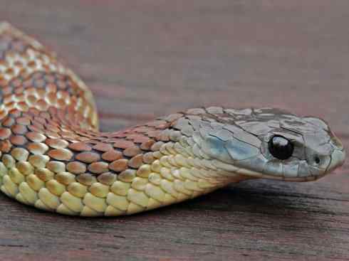 龙：传说的兽原型探秘（澳洲眼睛蛇类）