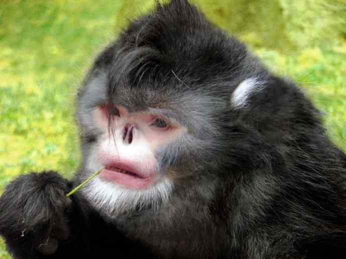 犬科:犬亚科犬属之貉 犬科:犬亚科犬属之貉