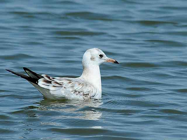 北戴河湿地演绎鸥鹭风情