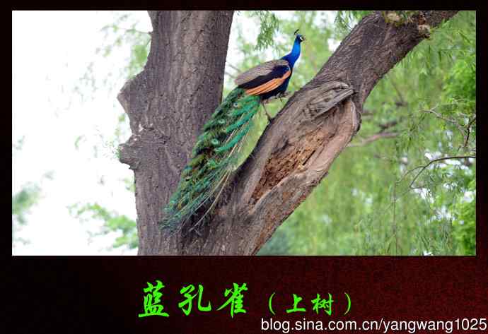 北京麋鹿苑的鸟类——蓝孔雀（上树）