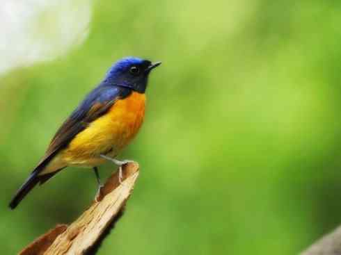 美丽无罪：雀鸟之仙鹟