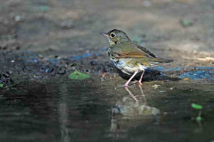 浴（雌性蓝歌鸲）