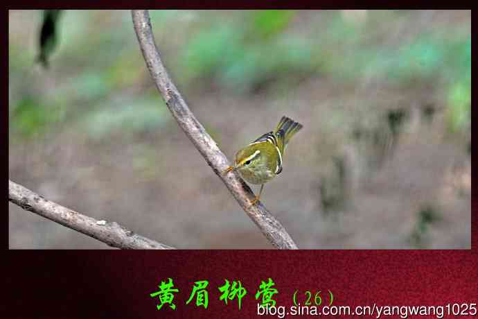 北京天坛公园的鸟类——黄眉柳莺（26）