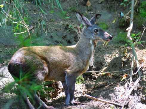 麒麟：传说的兽原型探秘（长颈鹿）