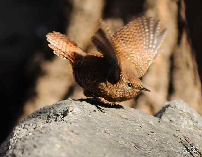 北京植物园拍鸟——鹪(jiao)鹩(liao)
