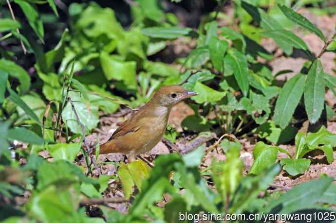 厚嘴苇莺（1）
