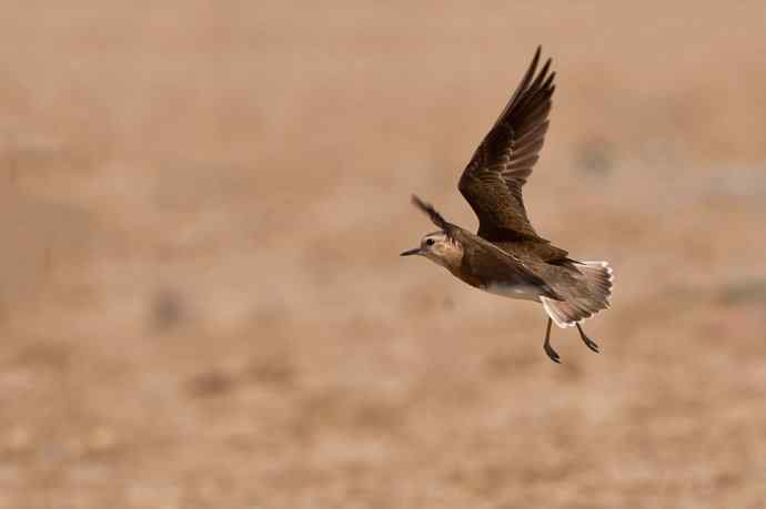 野鸭湖的东方鸻